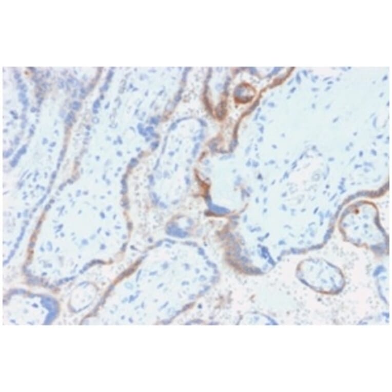 Immunohistochemistry - Anti-HCG beta Antibody [rHCGb/54] (A248172) - Antibodies.com