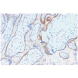 Immunohistochemistry - Anti-HCG beta Antibody [rHCGb/54] (A248172) - Antibodies.com