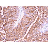 Immunohistochemistry - Anti-Uroplakin 1A Antibody [UPK1A/2921] (A248182) - Antibodies.com