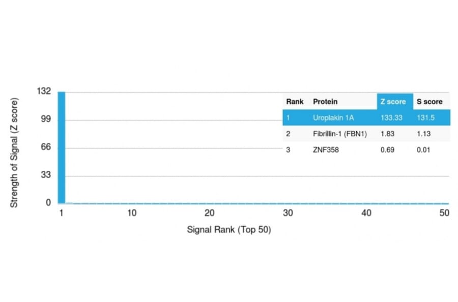 Protein Array - Anti-Uroplakin 1A Antibody [UPK1A/2921] (A248181) - Antibodies.com