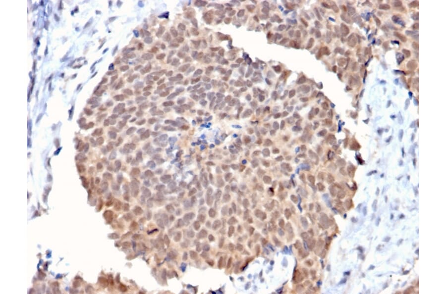 Immunohistochemistry - Anti-FAF1 Antibody [CPTC-FAF1-2] (A248189) - Antibodies.com