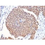 Immunohistochemistry - Anti-FAF1 Antibody [CPTC-FAF1-2] (A248189) - Antibodies.com