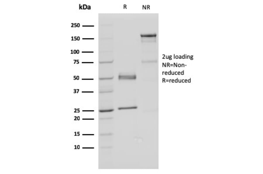 SDS-PAGE - Anti-FAF1 Antibody [CPTC-FAF1-2] (A248189) - Antibodies.com