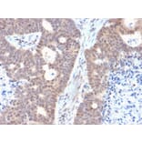 Immunohistochemistry - Anti-FAF1 Antibody [CPTC-FAF1-2] (A248189) - Antibodies.com