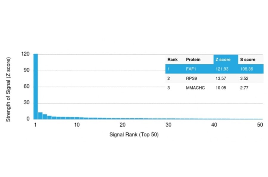 Protein Array - Anti-FAF1 Antibody [CPTC-FAF1-2] (A248188) - Antibodies.com