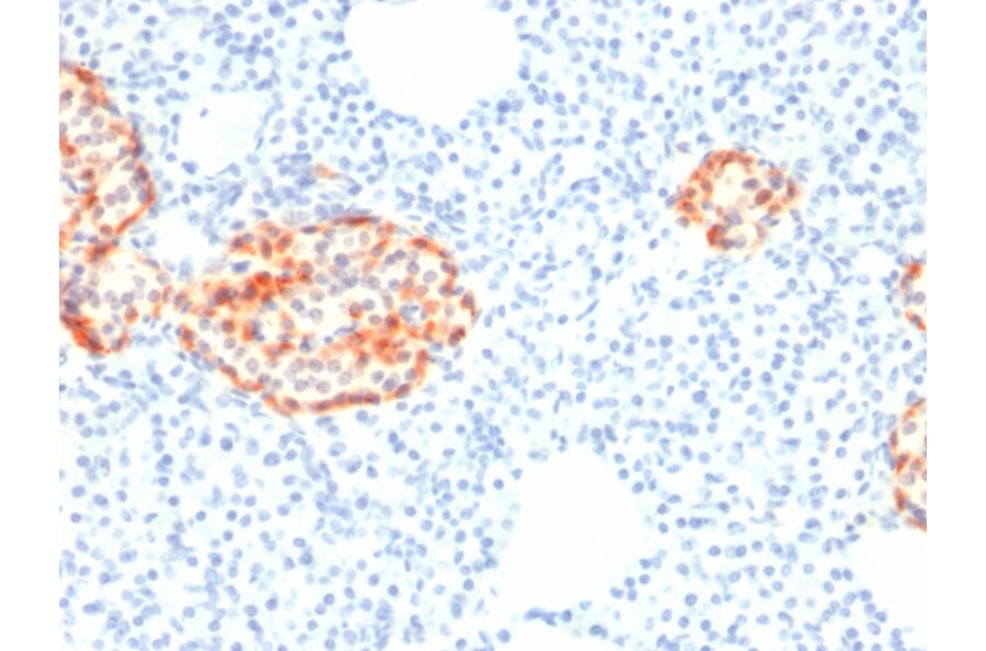 Immunohistochemistry - Anti-Chromogranin A Antibody [rCHGA/798] (A248192) - Antibodies.com