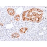 Immunohistochemistry - Anti-Chromogranin A Antibody [rCHGA/413] (A248193) - Antibodies.com