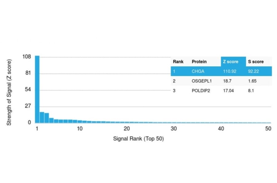 Protein Array - Anti-Chromogranin A Antibody [rCHGA/413] (A248192) - Antibodies.com