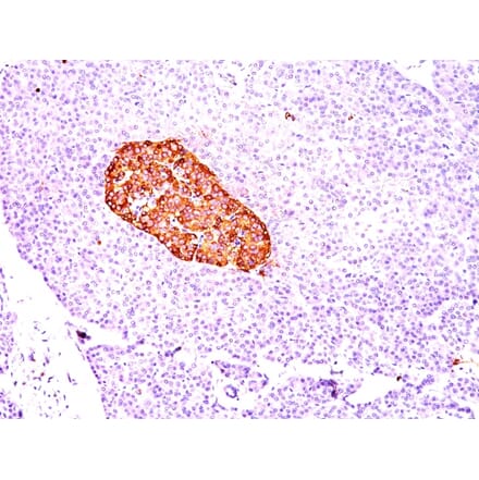 Immunohistochemistry - Anti-Chromogranin A Antibody [CGA/414] (A248193) - Antibodies.com