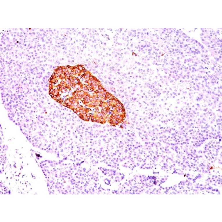 Immunohistochemistry - Anti-Chromogranin A Antibody [CGA/414] (A248193) - Antibodies.com