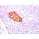 Immunohistochemistry - Anti-Chromogranin A Antibody [CGA/414] (A248193) - Antibodies.com