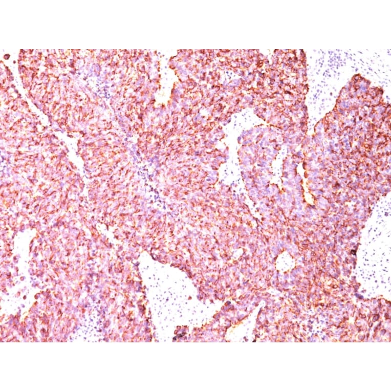 Immunohistochemistry - Anti-Chromogranin A Antibody [CGA/414] (A248194) - Antibodies.com