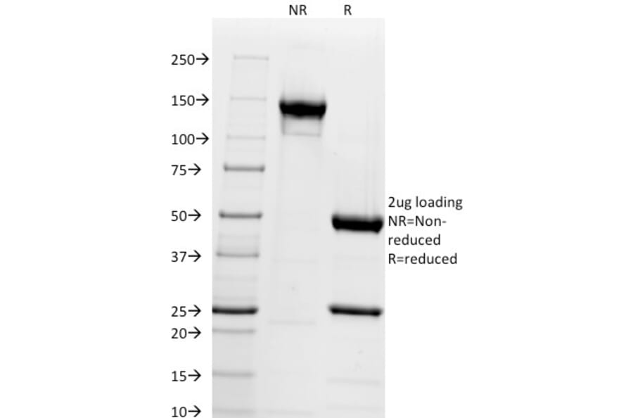SDS-PAGE - Anti-Chromogranin A Antibody [CGA/414] (A248194) - Antibodies.com
