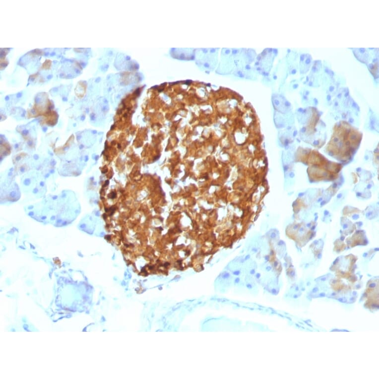 Immunohistochemistry - Anti-Chromogranin A Antibody [LK2H10] (A248196) - Antibodies.com