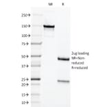 SDS-PAGE - Anti-Chromogranin A Antibody [LK2H10] (A248196) - Antibodies.com