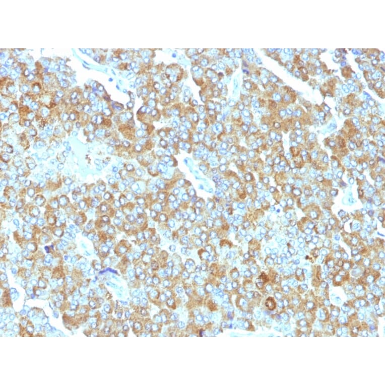 Immunohistochemistry - Anti-Chromogranin A Antibody [PHE5] (A248197) - Antibodies.com