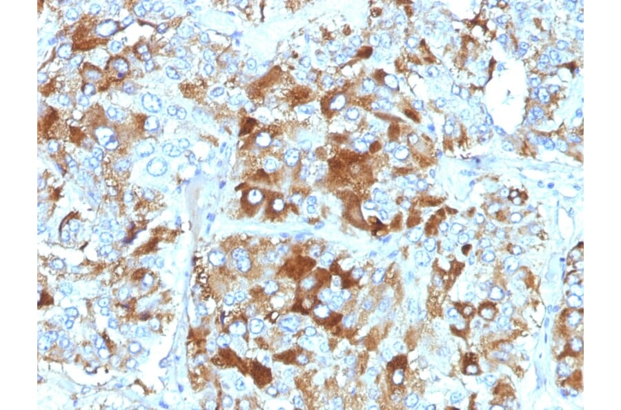 Immunohistochemistry - Anti-Chromogranin A Antibody [CHGA/765] (A248201) - Antibodies.com