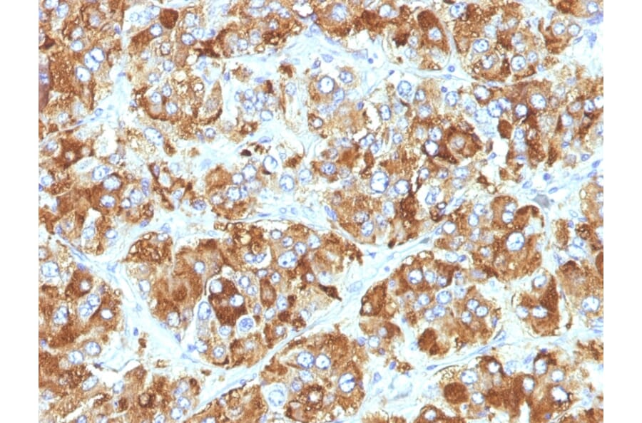 Immunohistochemistry - Anti-Chromogranin A Antibody [CHGA/798] (A248204) - Antibodies.com