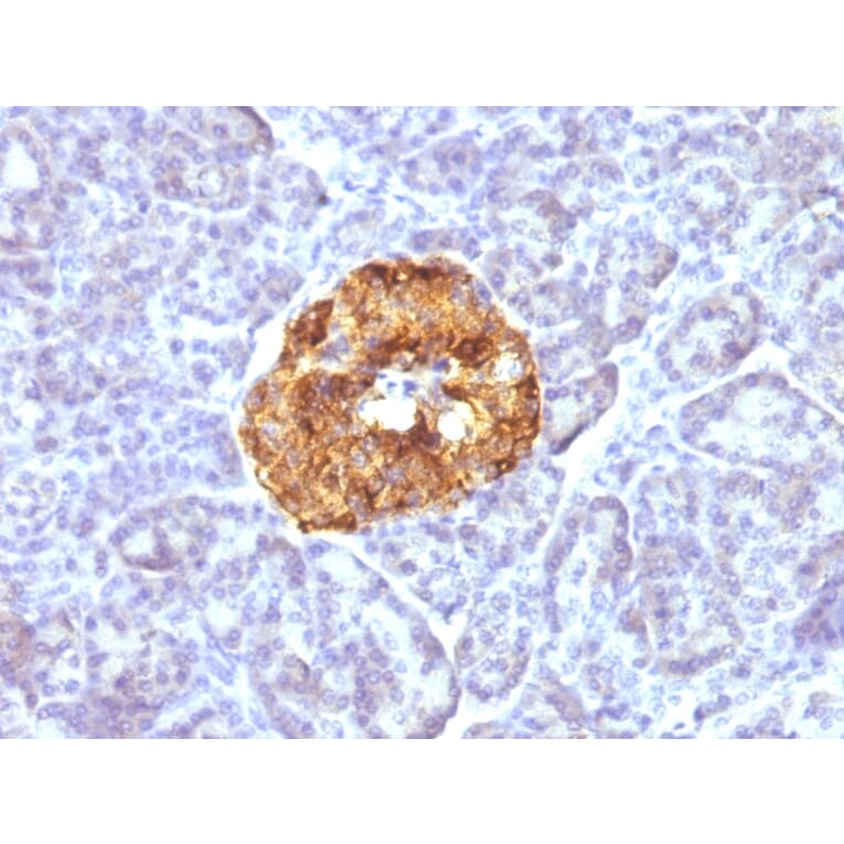 Immunohistochemistry - Anti-Chromogranin A Antibody [CGA/413] (A248205) - Antibodies.com