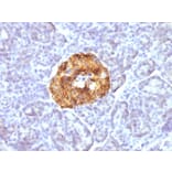 Immunohistochemistry - Anti-Chromogranin A Antibody [CGA/413] (A248205) - Antibodies.com