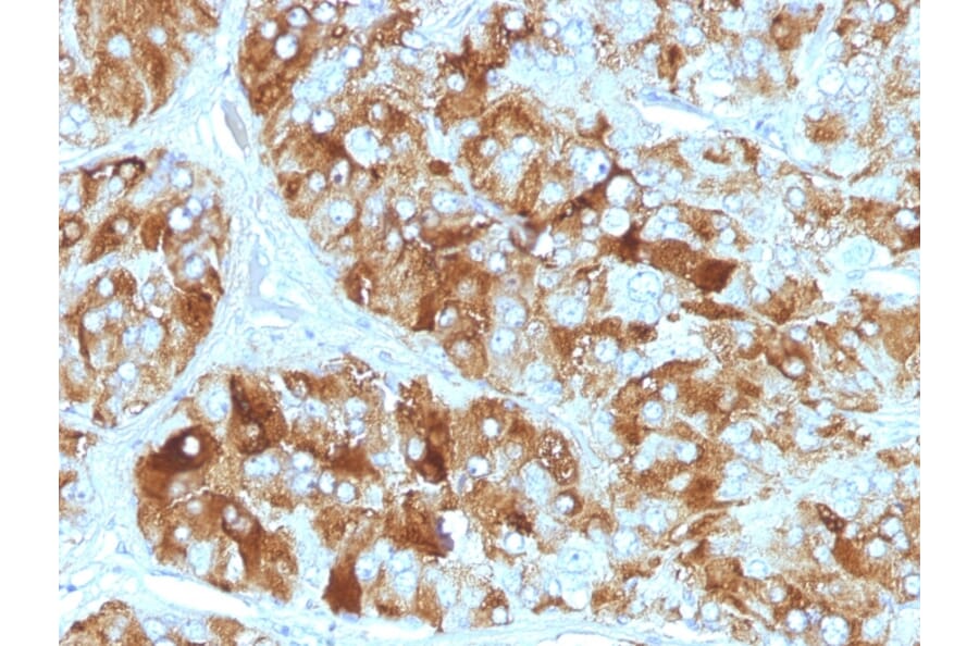 Immunohistochemistry - Anti-Chromogranin A Antibody [CGA/413] (A248205) - Antibodies.com