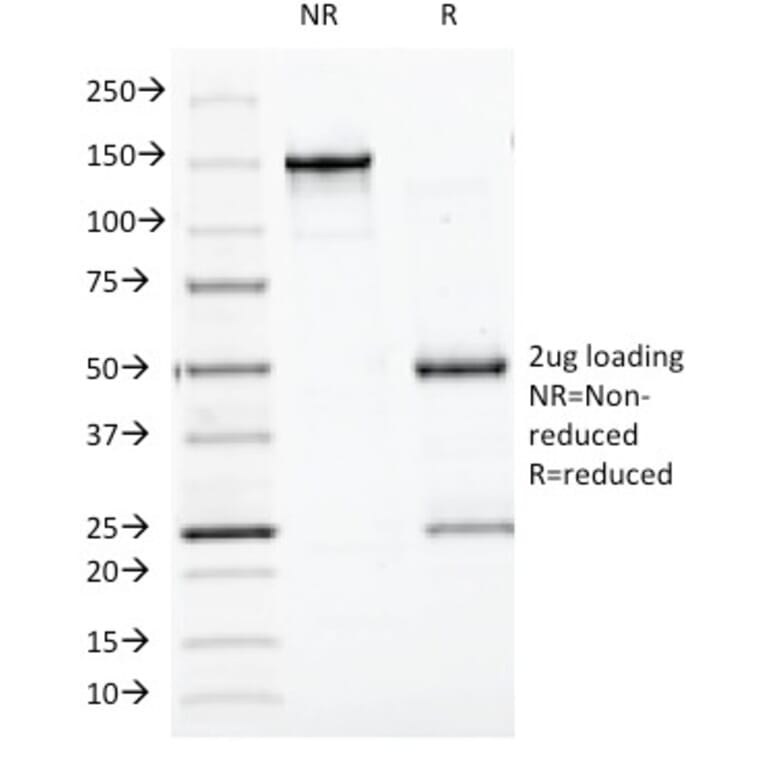 SDS-PAGE - Anti-Chromogranin A Antibody [CGA/413] (A248205) - Antibodies.com