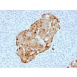 Immunohistochemistry - Anti-Chromogranin A Antibody [CHGA/1731R] (A248206) - Antibodies.com