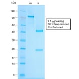 SDS-PAGE - Anti-Chromogranin A Antibody [CHGA/1815R] (A248208) - Antibodies.com