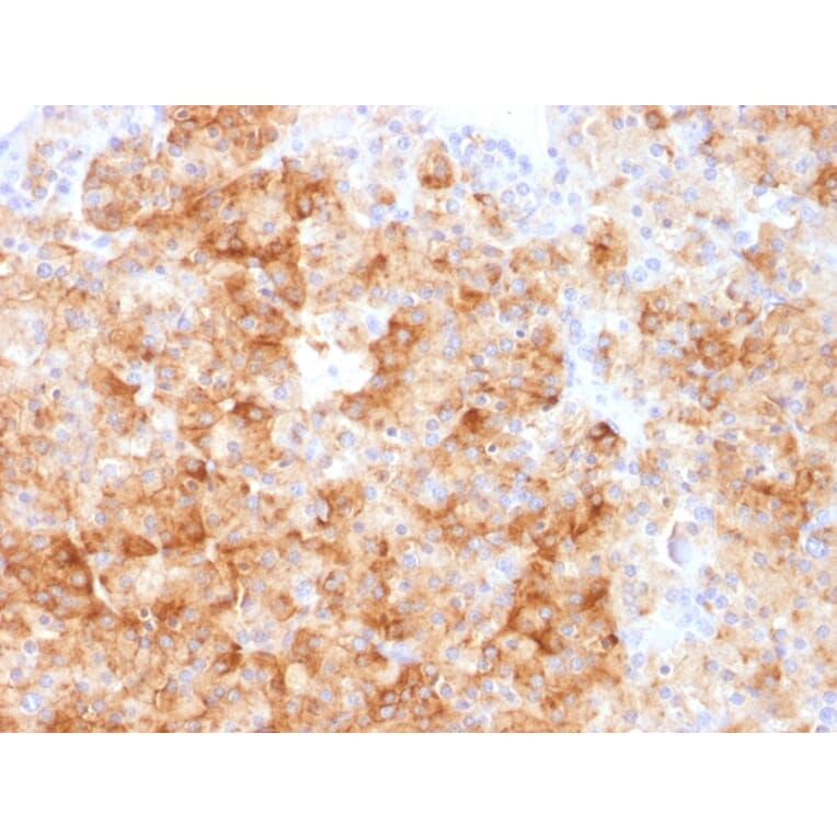 Immunohistochemistry - Anti-Chromogranin A Antibody (A248210) - Antibodies.com