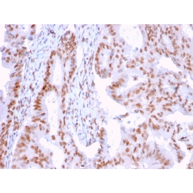 Immunohistochemistry - Anti-DMC1 Antibody [2H12/4] (A248211) - Antibodies.com
