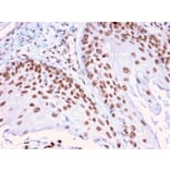 Immunohistochemistry - Anti-DMC1 Antibody [2H12/4] (A248212) - Antibodies.com