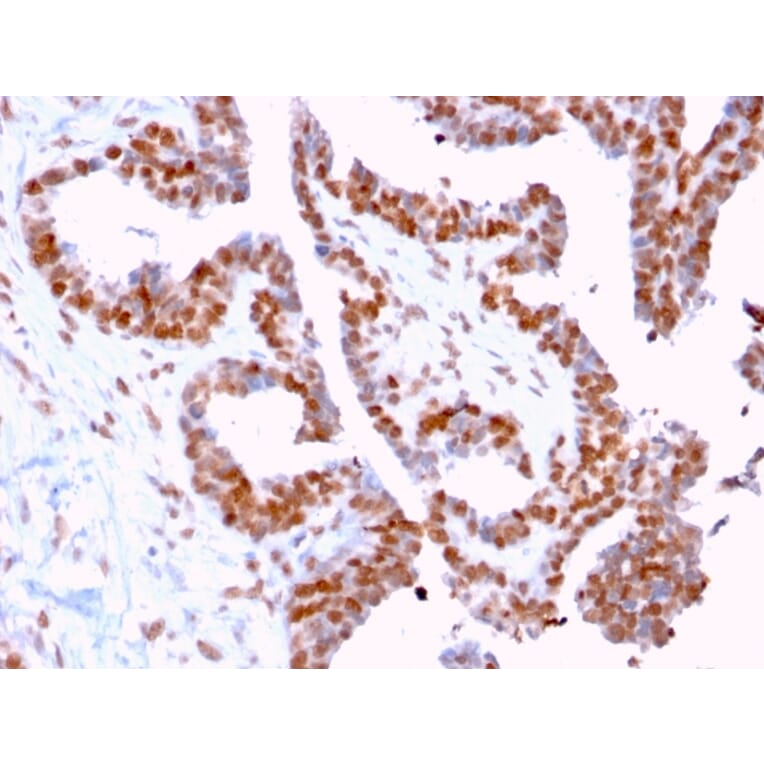 Immunohistochemistry - Anti-DMC1 Antibody [2H12/4] (A248212) - Antibodies.com