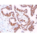Immunohistochemistry - Anti-DMC1 Antibody [2H12/4] (A248212) - Antibodies.com