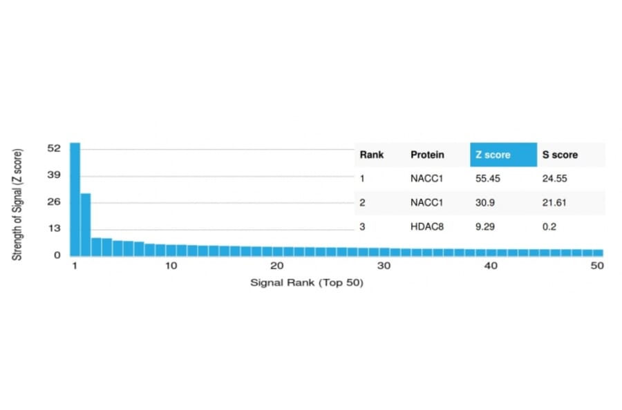 Protein Array - Anti-NACC1 Antibody [PCRP-NACC1-1A8] (A248212) - Antibodies.com