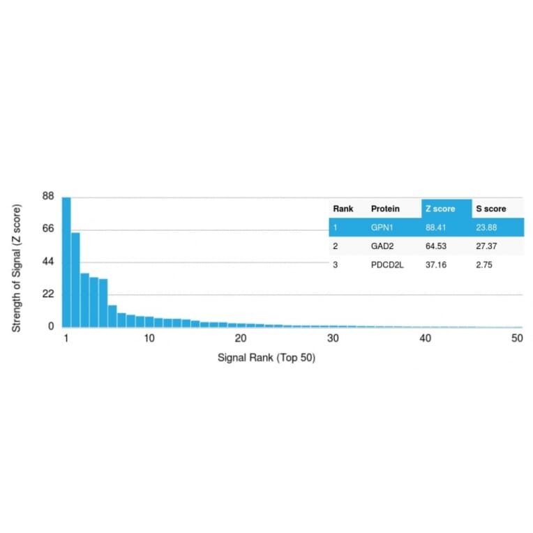 Protein Array - Anti-GPN1 Antibody [GPN1/2350] (A248213) - Antibodies.com