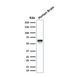 Western Blot - Anti-GPN1 Antibody [GPN1/2350] (A248214) - Antibodies.com