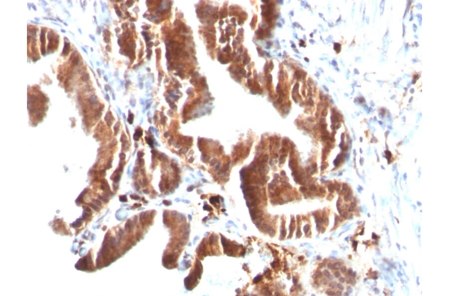 Immunohistochemistry - Anti-TOP1MT Antibody [TOP1MT/488] (A248221) - Antibodies.com