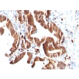 Immunohistochemistry - Anti-TOP1MT Antibody [TOP1MT/488] (A248221) - Antibodies.com