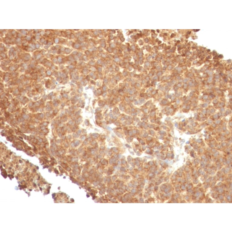 Immunohistochemistry - Anti-TOP1MT Antibody [TOP1MT/488] (A248221) - Antibodies.com