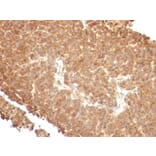 Immunohistochemistry - Anti-TOP1MT Antibody [TOP1MT/488] (A248221) - Antibodies.com