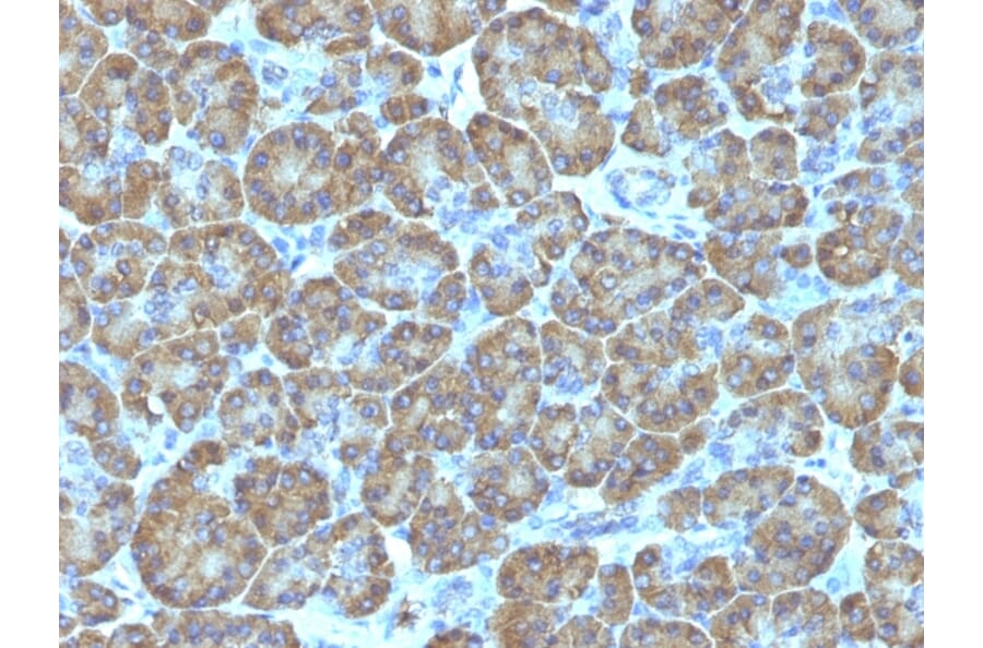 Immunohistochemistry - Anti-TOP1MT Antibody [TOP1MT/488] (A248221) - Antibodies.com