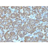 Immunohistochemistry - Anti-TOP1MT Antibody [TOP1MT/488] (A248221) - Antibodies.com
