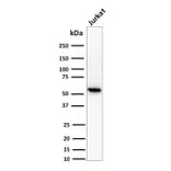 Western Blot - Anti-TOP1MT Antibody [TOP1MT/488] (A248221) - Antibodies.com