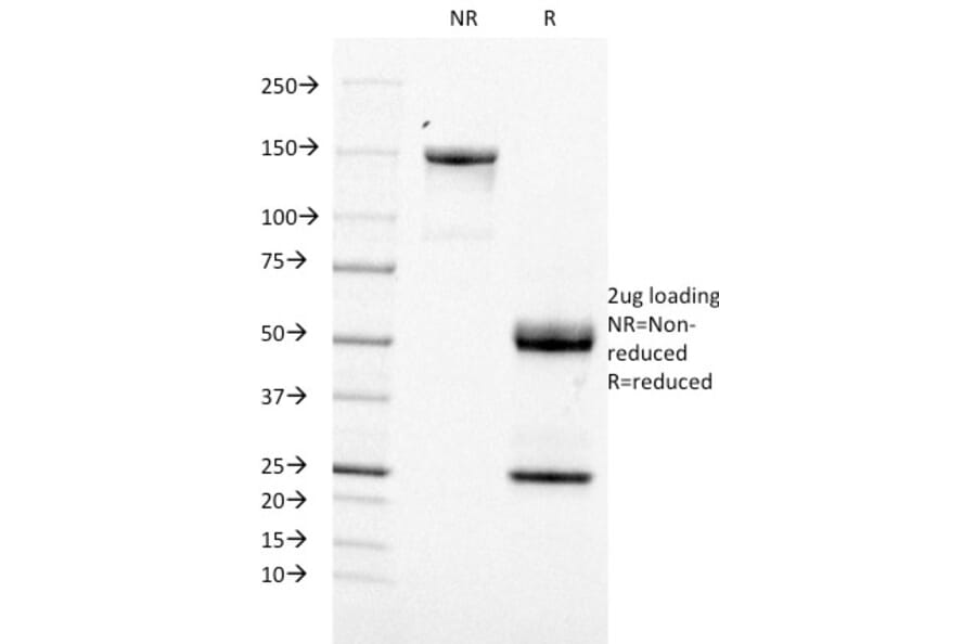 SDS-PAGE - Anti-TOP1MT Antibody [TOP1MT/488] (A248221) - Antibodies.com