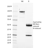 SDS-PAGE - Anti-TOP1MT Antibody [TOP1MT/488] (A248221) - Antibodies.com