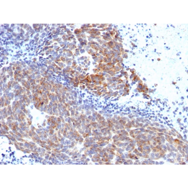 Immunohistochemistry - Anti-TOP1MT Antibody [TOP1MT/568] (A248222) - Antibodies.com