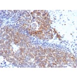 Immunohistochemistry - Anti-TOP1MT Antibody [TOP1MT/568] (A248222) - Antibodies.com