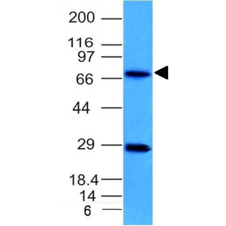 Western Blot - Anti-TOP1MT Antibody [TOP1MT/613] (A248223) - Antibodies.com