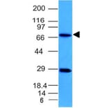 Western Blot - Anti-TOP1MT Antibody [TOP1MT/613] (A248223) - Antibodies.com