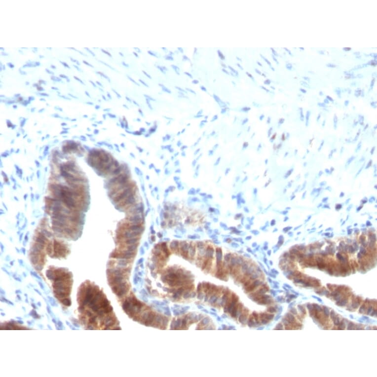 Immunohistochemistry - Anti-TOP1MT Antibody [TOP1MT/613] (A248222) - Antibodies.com